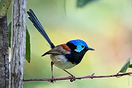 Variegated Fairy-wren (male) (37130766622).jpg