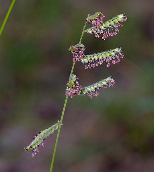 File:Velvet Signal Grass (Brachiaria serrata) (12026269186).jpg