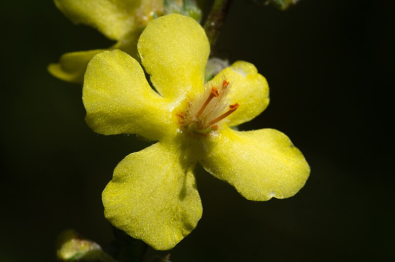 File:Verbascum pulverulentum flower (13).jpg