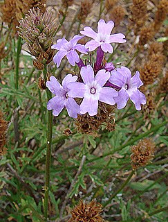 <i>Glandularia lilacina</i> Species of flowering plant