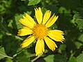 Verbesina encelioides. Golden crown beard