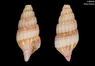 <i>Vexillum diutenerum</i> Species of gastropod