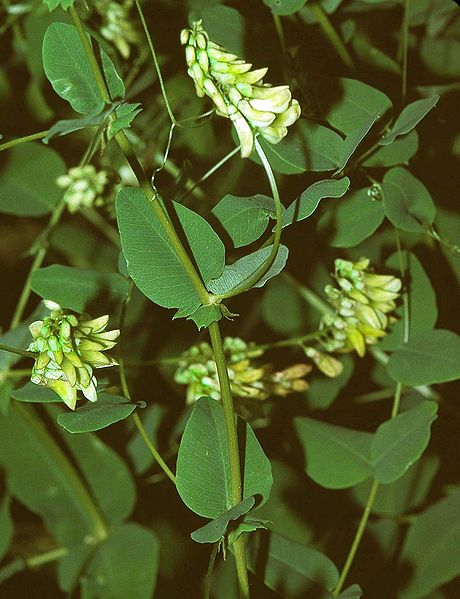 File:Vicia pisiformis1 eF.jpg