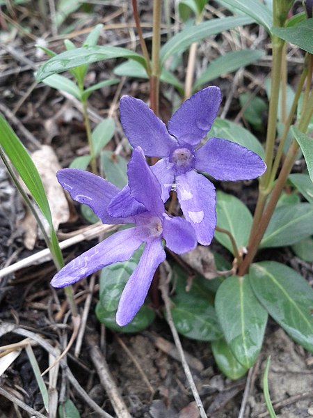 File:Vinca herbacea sl3.jpg