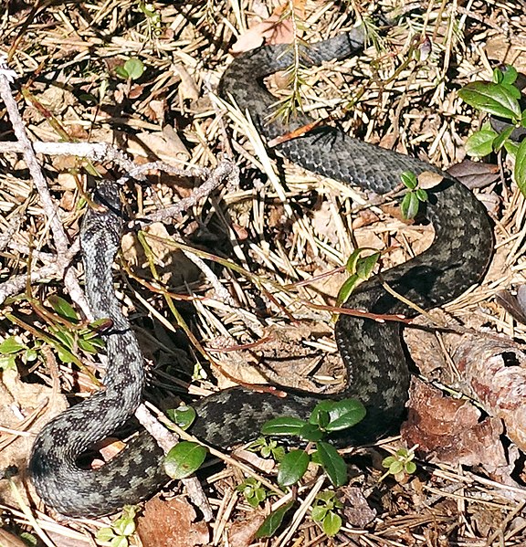 Vipera berus pictured in Laukaa, Finland, in May 2020