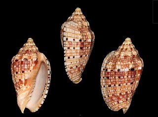 <i>Voluta kotorai</i> Species of gastropod