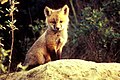 岩の上にすわる仔狐