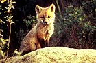 Vulpes vulpes pup sitting on stone.jpg