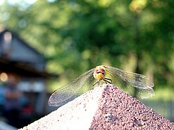 Polski: Ważka English: Odonata