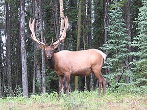 Elk near Maligne Lake