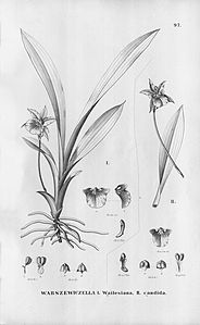 plate 97 Warczewiczella wailesiana, Warczewiczella candida