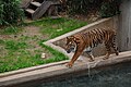 Sumatran tiger (Panthera tigris sumatrae)}}