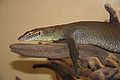 English: Reptiles in Smithsonian National Zoological Park: Varanus mertensi Mertens' Water Monitor