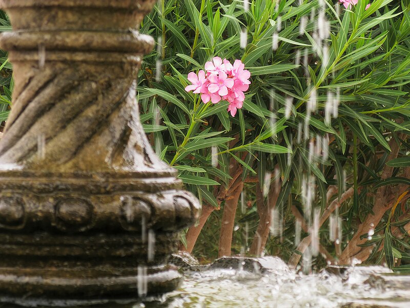 File:Water Fountain with Oleander.jpg