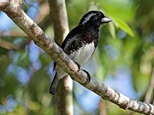 Putih-eared Barbet RWD.jpg