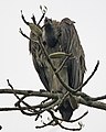 White-rumped Vulture (Gyps bengalensis) - Flickr - Lip Kee (2).jpg
