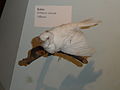 Miniatuur voor Bestand:White Robin.JPG