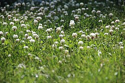 White clover (Trifolium repens) in a backyard lawn (14442094141).jpg