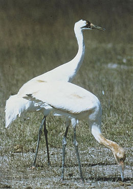 Amerikinė gervė (Grus americana)