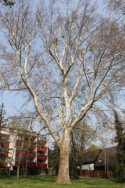 File:Wien-Penzing - Naturdenkmal 46 - Platane (Platanus x hybrida) - II.jpg