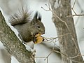 2010年1月17日 (日) 04:50時点における版のサムネイル