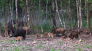 Harce pasiaków(1) (Wild boar sow with piglets(1))