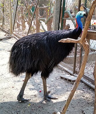 A cassowary at the Wildlife Rescue Centre Wildlife Friends Foundation Thailand 3.jpg