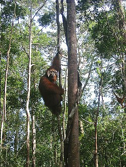 Win the Orangutang in Tanjung Puting National Park 2005.jpg
