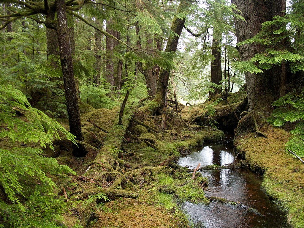 Windy Bay forest.jpg