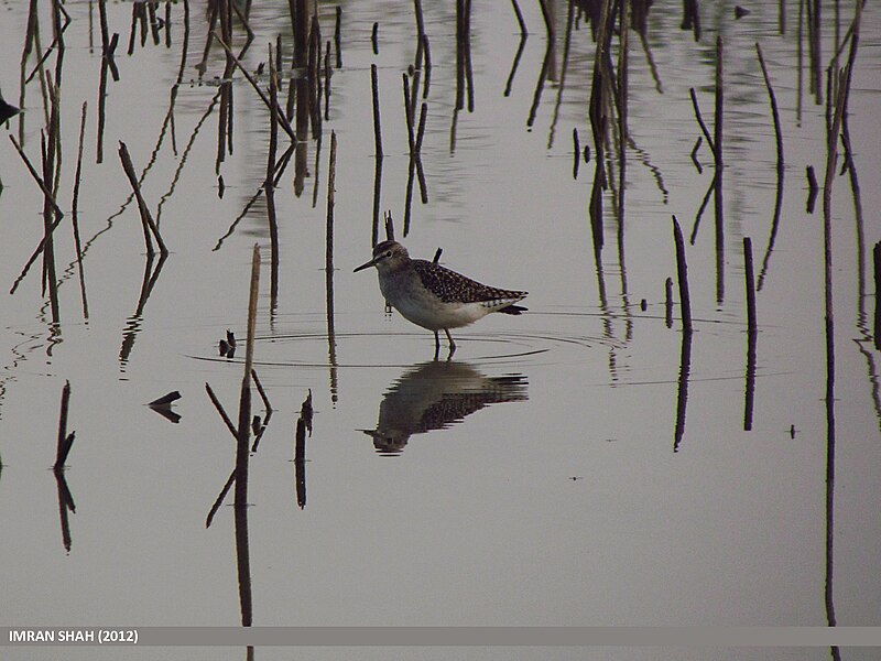 File:Wood Sandpiper (Tringa glareola) (15891621141).jpg