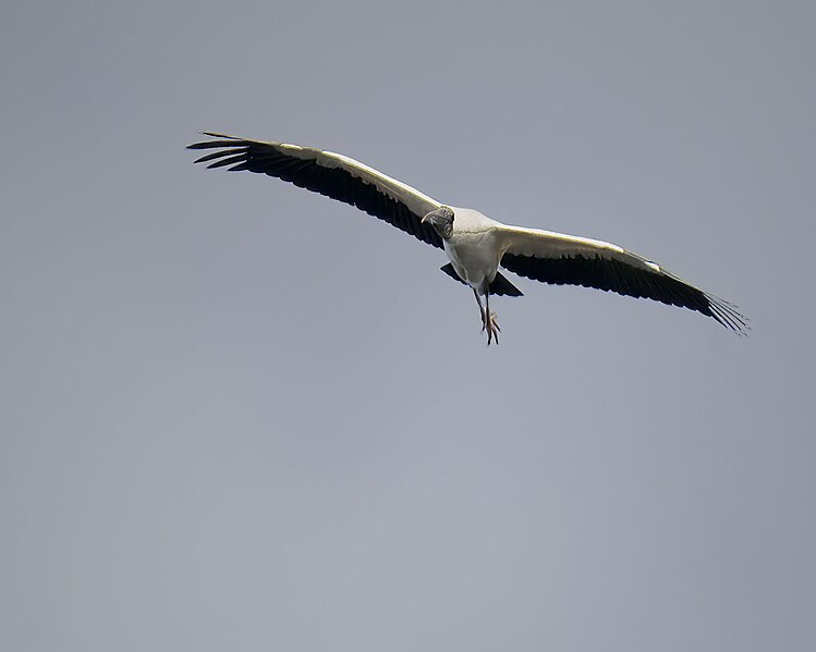 File:Wood stork blue spring sp 1.29.24 DSC 9898-topaz-denoiseraw-sharpen.jpg