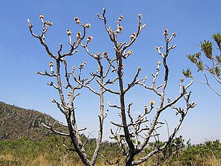 <i>Wunderlichia</i> Genus of trees