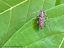 Xenolea asiatica (Pic, 1925) 7 мм Cerambycidae Lamiinae Xenoleini (16216694106) .jpg