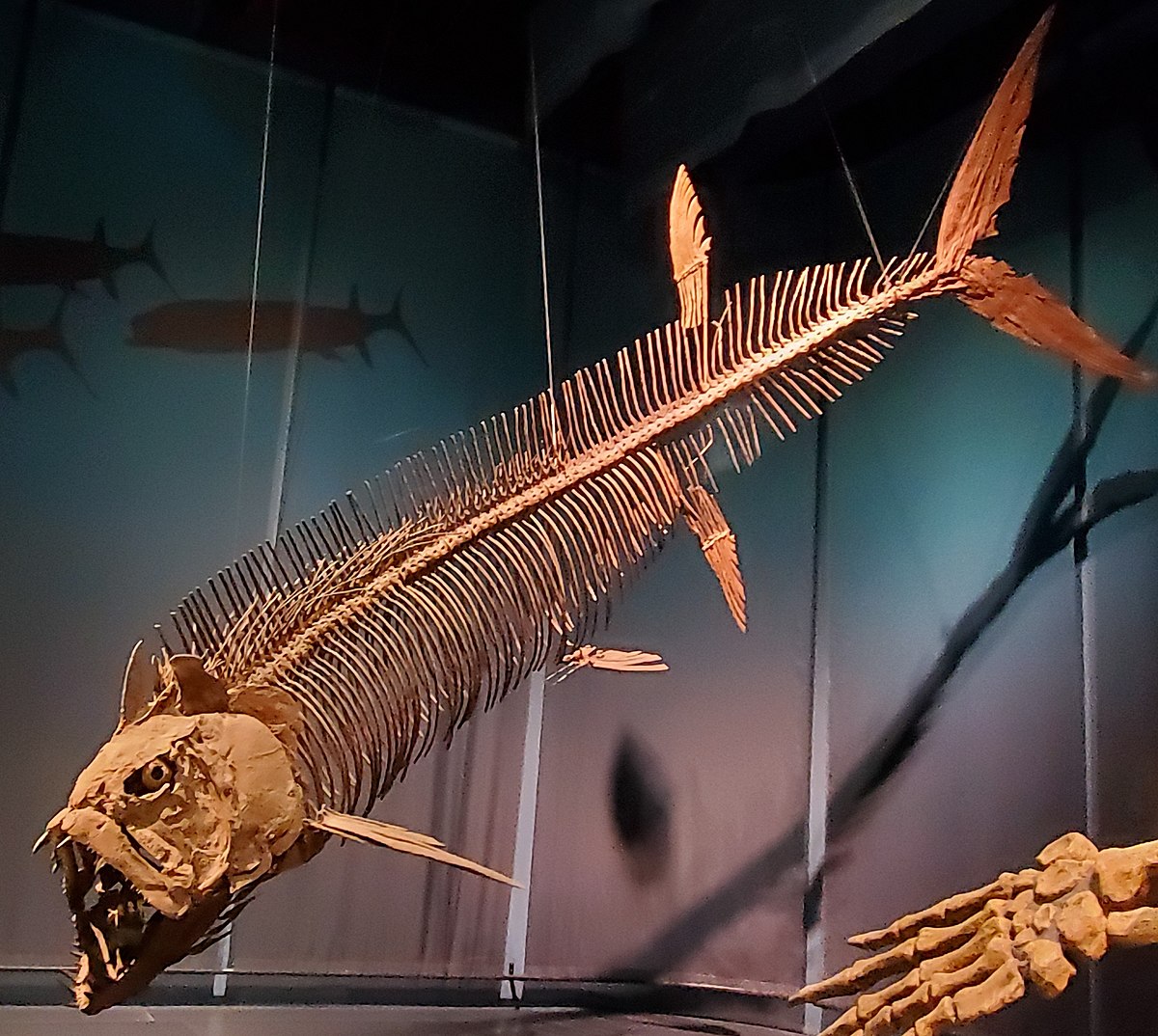 ancient fish fossils