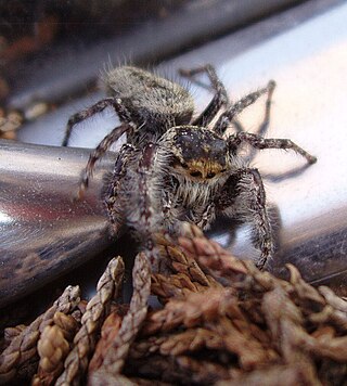 <i>Phidippus asotus</i> Species of spider