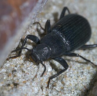 Xylopinus saperdoides Xylopinus saperdoides P1650051a.jpg