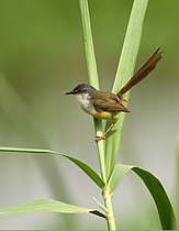 Yellow-bellied Prinia (Prinia flaviventris) (49101075047).jpg