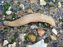 Yellow Slug (Limax flavus) (8212663379).jpg