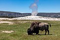 * Nomination Grazing bison between grandstands and Old Faithful Geyser in Yellowstone National Park, Wyoming, USA --XRay 03:35, 3 October 2022 (UTC) * Promotion  Support Good quality -- Johann Jaritz 04:42, 3 October 2022 (UTC)