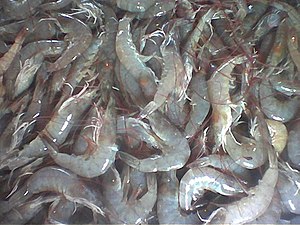 Udang Minyak yang terdapat di pasar tani.