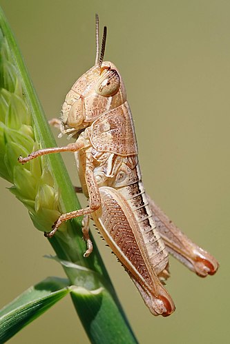 Молодая саранча (Acrididae) на стебле злака