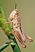 Young grasshopper on grass stalk03.jpg