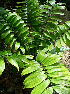 <i>Zamia neurophyllidia</i> species of plant