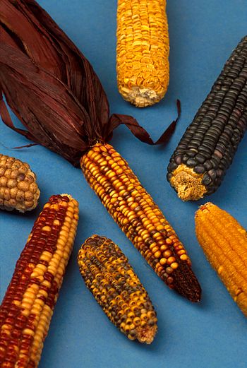 Varieties of maize