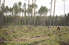 Aftonbladet: уникальные леса Украины незаконно превращают в мебель «Икеа»