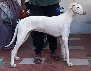 Rajapalayam (dog)