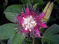(Passiflora 'Lady Margaret') cultivator Rakhi flower closeup at Nizampet 01.jpg
