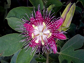 Fleur de passiflore de cultivar 'Lady Margaret'. (définition réelle 2 259 × 1 695)