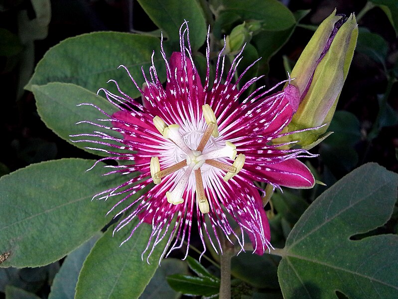 File:(Passiflora 'Lady Margaret') cultivator Rakhi flower closeup at Nizampet 01.jpg
