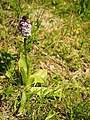 Vstavač nachový (Orchis purpurea)